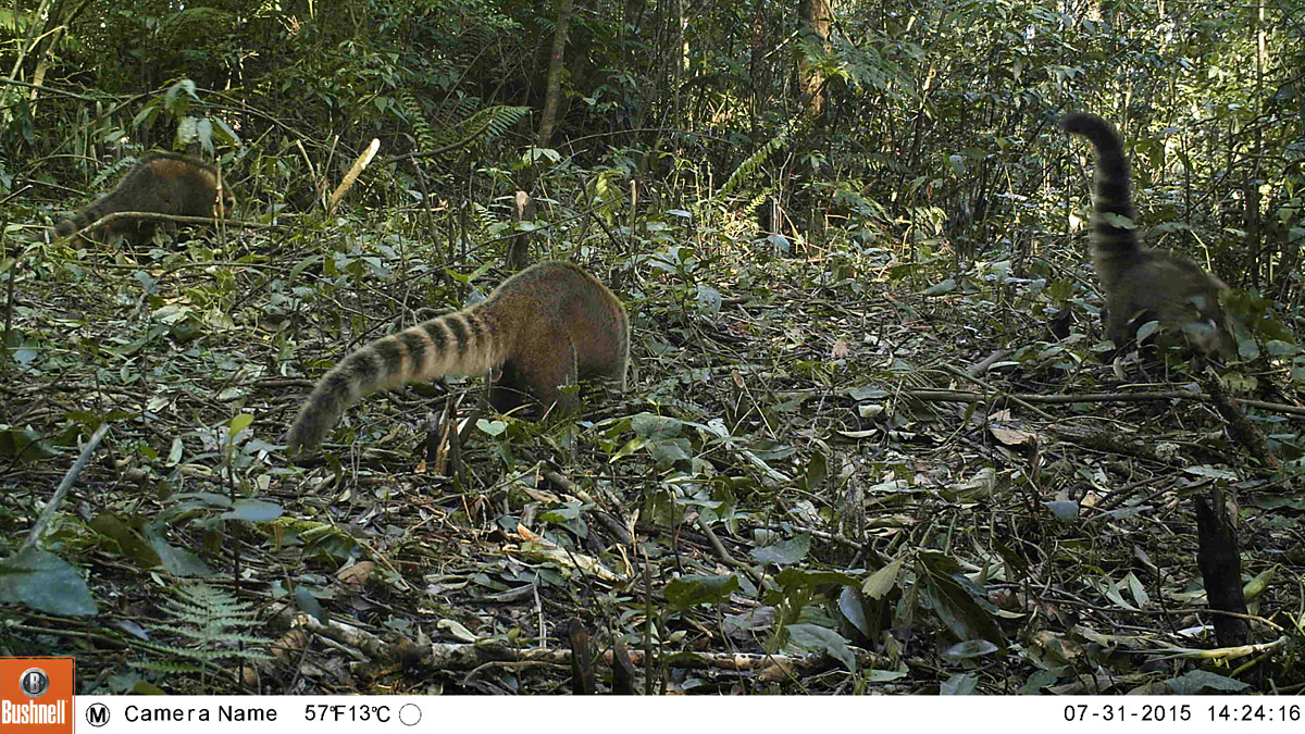 Monitoramento com armadilhas fotográficas