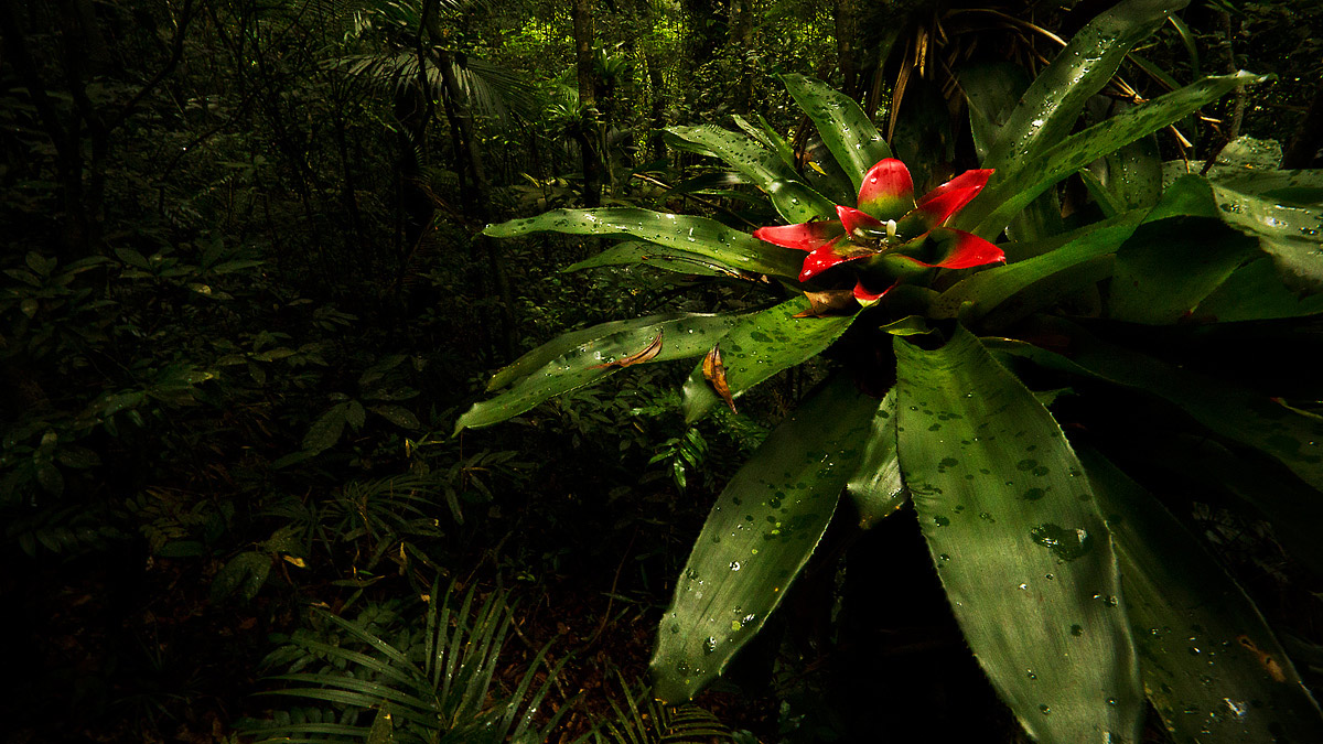 Biodiversidade da Mata Atlântica na Reserva Ambiental
